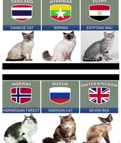 گربه ی کدوم کشور خوشمل تره ؟