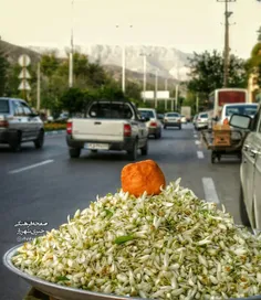 بهارنارنج شیراز...
