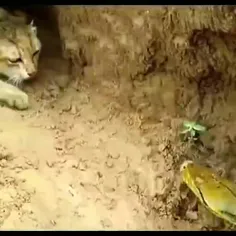 سیلی خوردن مار توسط گربه