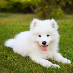 "ساموید"از قدیمی ترین و زیباترین نژادهای سگ در دنیاست که 