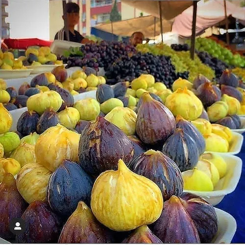 کی انجیر میخواست ؟😋😋