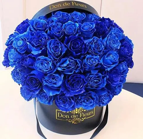 flower rose blue