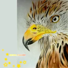 نقاشی عقاب تکنیک مداد رنگ