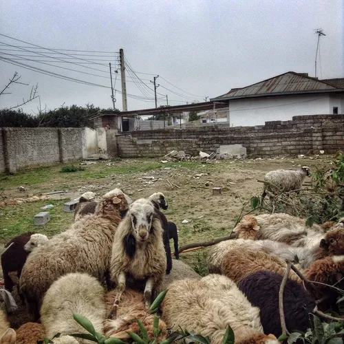 A flock of sheep grazing in a house, in a village near Ba