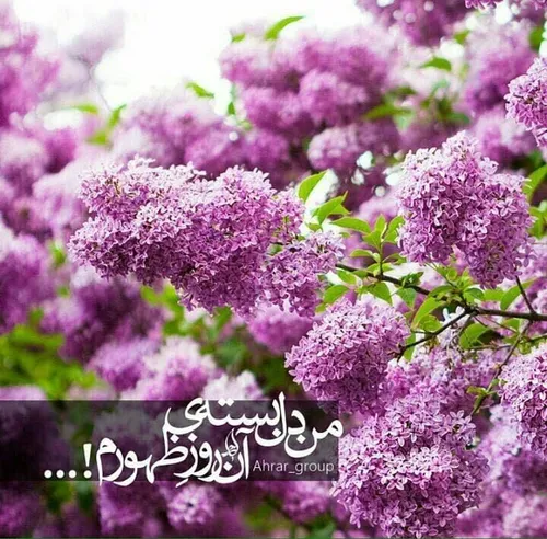 من بیعت میکنم