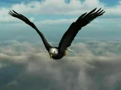 عقاب باشیم بالاتر از کوه وابر نه موش زیر خاک