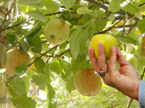 🕊 🌷 هیچوقت امیدت را از دست نده