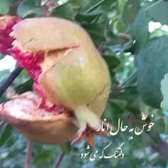 غمی دیرینه اندر سینه دارم