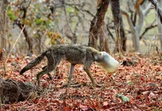 تصاویری از یک گرگ در تلاش برای آزاد کردن سر خود از یک بطر