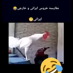 مقایسه خروسهای خارجی و خروس ایرانی🤣