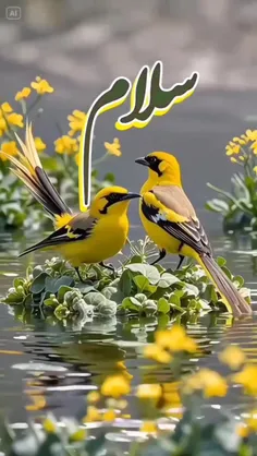 🌸سلام به دوستان 