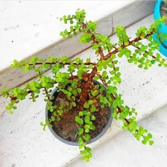 کراسولا خرفه ای: یکی از گیاهان محبوب با نگهداری آسان و جز