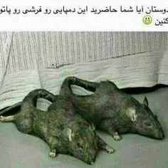 کی حاظره این دمپایی رو فرشی رو بپوشه