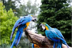 جداسازی طوطی‌های بد دهن در باغ وحش !🦜