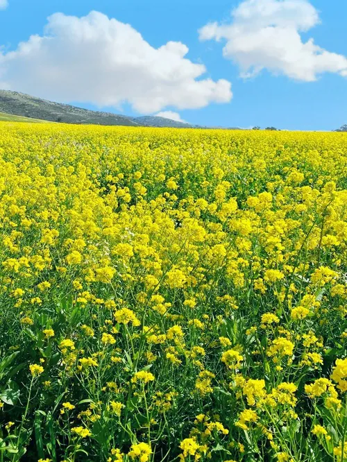 به جای اینکه چیزی بشی که بقیه دوس دارن