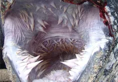 وحشتناک ترین دهان جهان متعلق به لاک پشت دریایی