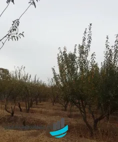 فروش ۷۰۰ متر باغ در روستای نمکلان ساوجبلاغ