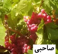 صاحبی