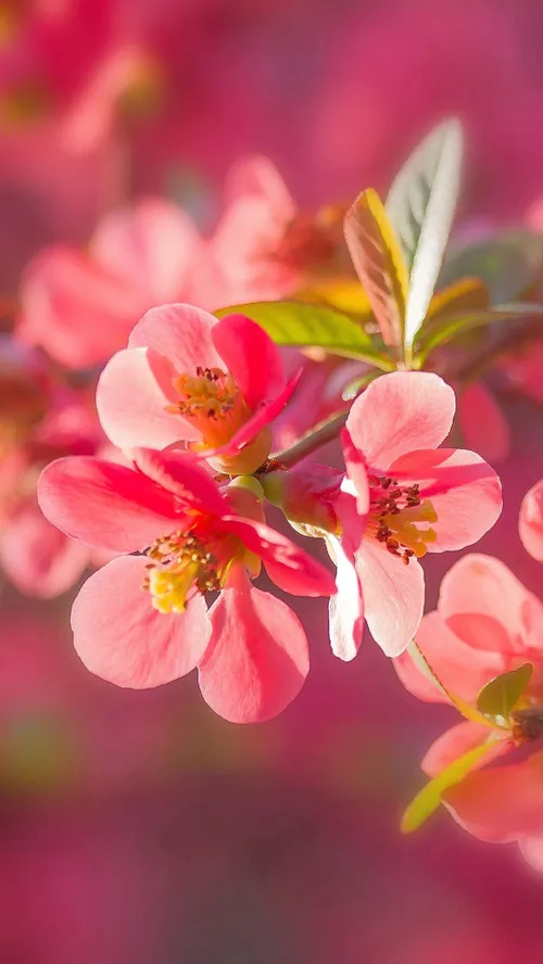 جـمیـݪ رائـع روعــہ ابــداع خاص قشنگ هنری بینظیر جذاب شیک