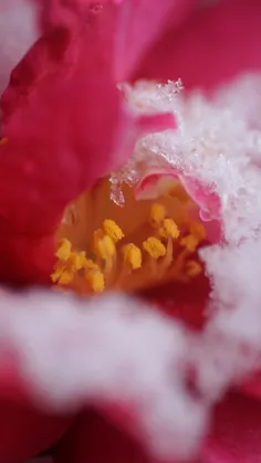 #Frozen Flower