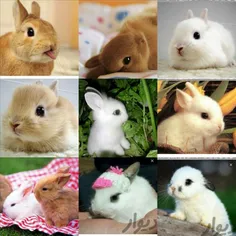 خرگوش مینیاتوری#