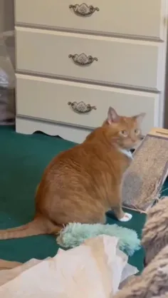 عافیت باشه😂🐱