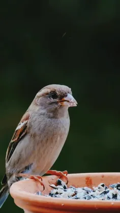 🍒🌱پرنده همچنان مثل گذشته