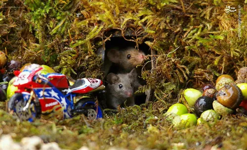 دهکده ای رویایی برای موش ها! عکاس خوش ذوق بریتانیای به نا