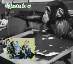 کونگو نام این شامپانزه معروف است که#نقاشِ سبک آبستره بود.