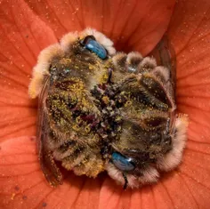 زنبورها ۵ تا ۸ ساعت میخوابن، به این حالت زیبا وسط گل،پاها