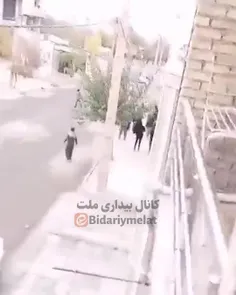 ❌کشته سازی در کامیاران در روز روشن