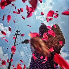 An elderly Indian flower vendor spreads rose petals on th