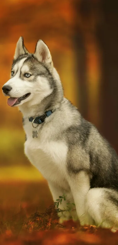 Husky