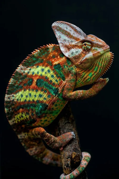 Chameleon