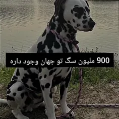 حیون مورد علاقه ام رو پیدا کردمممم🤩🤩👏🏻👏🏻👏🏻