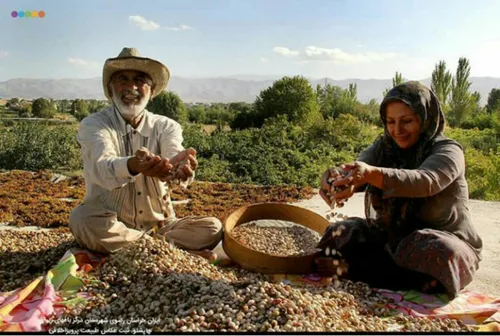 ایران ،خراسان رضوی ،شهرستان درگز چاپشلو پسته