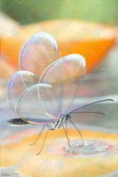 تصویری از پروانه شیشه ای یا Translucent butterfly که باله