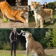لایگر  Lion + Tiger = Liger یا شیببر جانوری دورگه میان شی