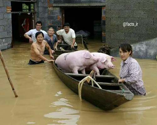 جابجایی خوک ها به مناطق امن در سیلاب جنوب چین 🐷