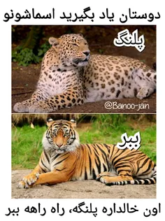 #مشکل #پلنگ #ببر