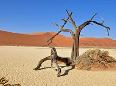 شهر درختان مرده در نامیبیا با درختانی خشک شده به قدمت 900