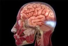 یکی از عجیبترین قسمتهای بدن ما، مغز است.