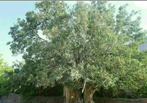 کهنسال ترین درخت پسته جهان