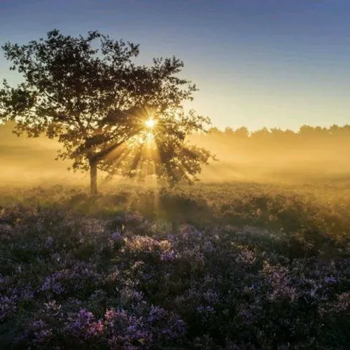 تصاویری زیبا از گل های بهاری جهان 😍🌺