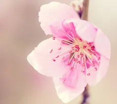 چه زود دير ميشود