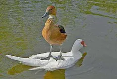 ر ته ته