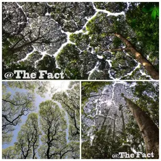 پدیده ای به نام Crown Shyness در گونه های خاص از درختان ر