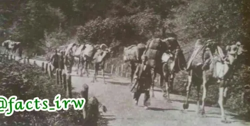 جاده رشت به سمت قزوین در زمان قاجار با قافله شترهای حمل ب