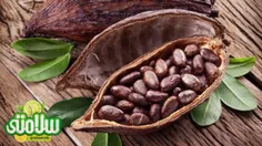 🔻 مصرف کاکائو به دلیل غنی بودن از فلاوانول ها باعث افزایش