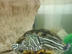 لاکپشتم عاپولی